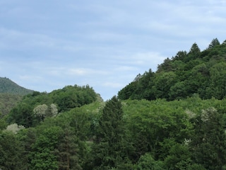 Blick in den Pfälzerwald