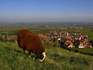 Burrweiler mit Schaf
