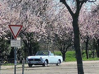 Mandelblüte