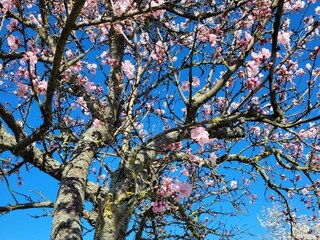 Mandelblüte