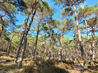 Pfälzer Wald hoch zum Kalmit