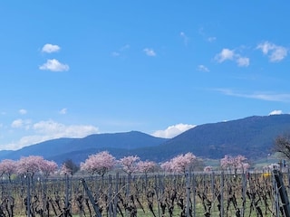 Mandelblüte