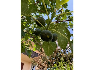 Feige vor dem Haus
