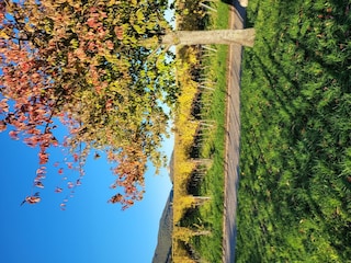 Herbststimmung Wingert