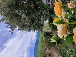 Rosen im Garten