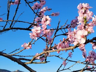 Mandelblüte