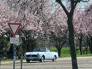 Mandelblüte