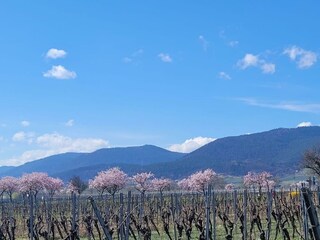 Mandelblüte