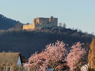 Mandelblüte Schloss