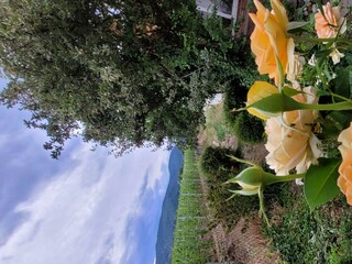 Rosen im Garten