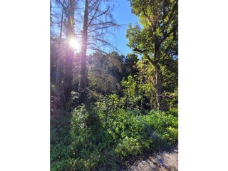 Unsere Unterkunft ist umgeben von Wald und Natur