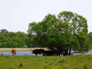 Vakantiehuis Ebeltoft  32