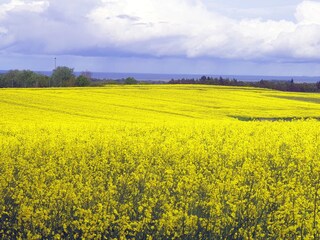 Rapsblüte in der Probstei