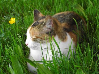 Unsere Katze beim Mittagsschlaf