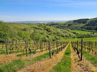 Umgebung_Weinberge