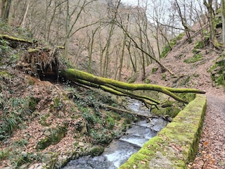 Im_Morgenbachtal