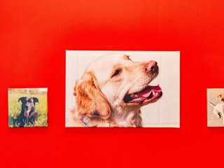 Wandbilder Hundemotiv