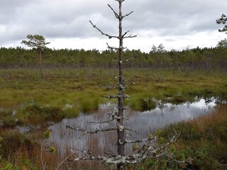 Vakantiehuis Welt  38