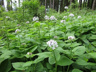 Bild 20 Mondviolen am Ernstberg