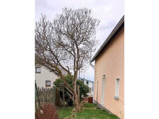 Seitenblick auf den Garten