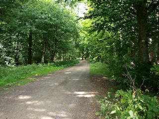Herrliche Waldwanderwege