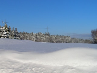 Wald hinter dem Anwesen