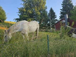 Umgeben von Weiden & Wiesen