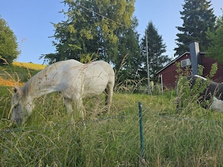 Umgeben von Weiden & Wiesen