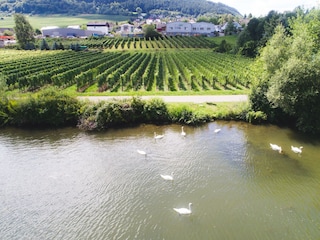 Mosel mit Mehring im Hintergrund