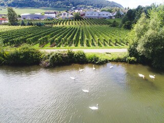 Mosel mit Mehring im Hintergrund