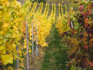 Weinberge im Herbst