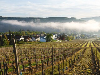Weinberge im Herbst