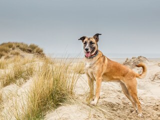 Chalet Noordwijk Umgebung 18