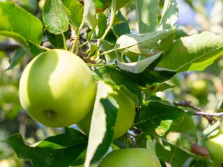 Ferienwohnung Erbach Außenaufnahme 3