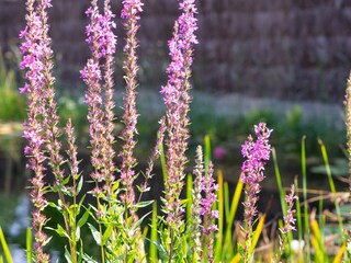 Ferienwohnung Erbach Außenaufnahme 6