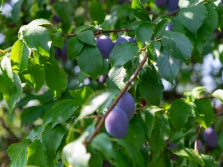 Ferienwohnung Erbach Außenaufnahme 4