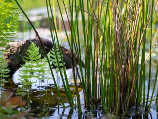 Ferienwohnung Erbach Außenaufnahme 10