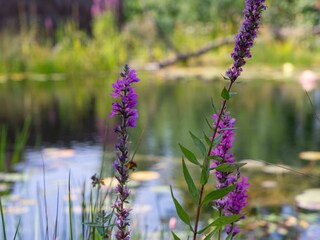 Ferienwohnung Erbach Außenaufnahme 9