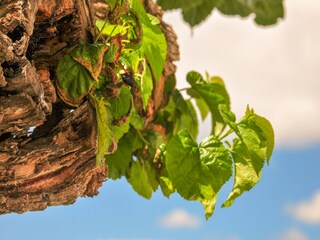Parc de vacances Samões Environnement 27