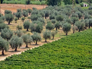 Ferienpark Samões Umgebung 20