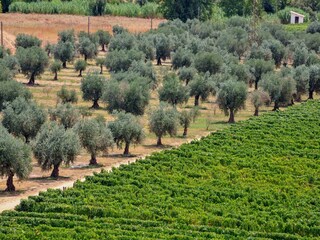 Vakantiepark Samões Omgeving 21