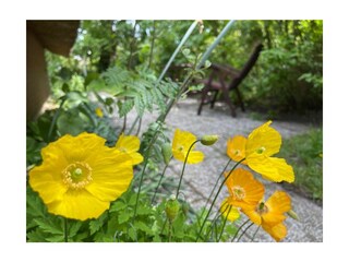 Ferienwohnung St. Peter-Ording Außenaufnahme 5