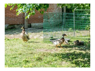 Ferienwohnung Poppenbüll Außenaufnahme 9