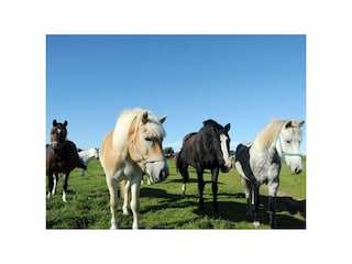 Ferienwohnung St. Peter-Ording Außenaufnahme 4