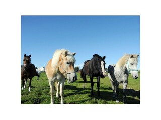Ferienwohnung St. Peter-Ording Außenaufnahme 5