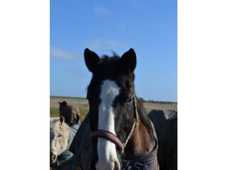 Ferienwohnung St. Peter-Ording Außenaufnahme 2