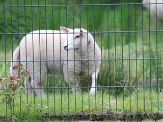Ferienhaus Garding Außenaufnahme 11