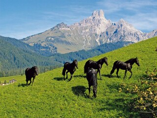 Friesen mit Bischofsmütze