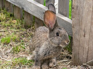 Tiere am Hof 3