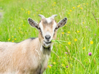 Tiere am Hof